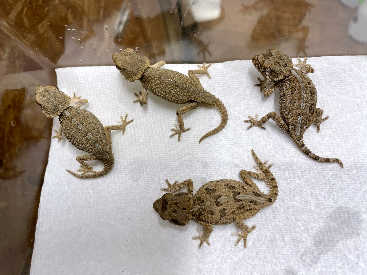 ヘルメットゲッコー(5)