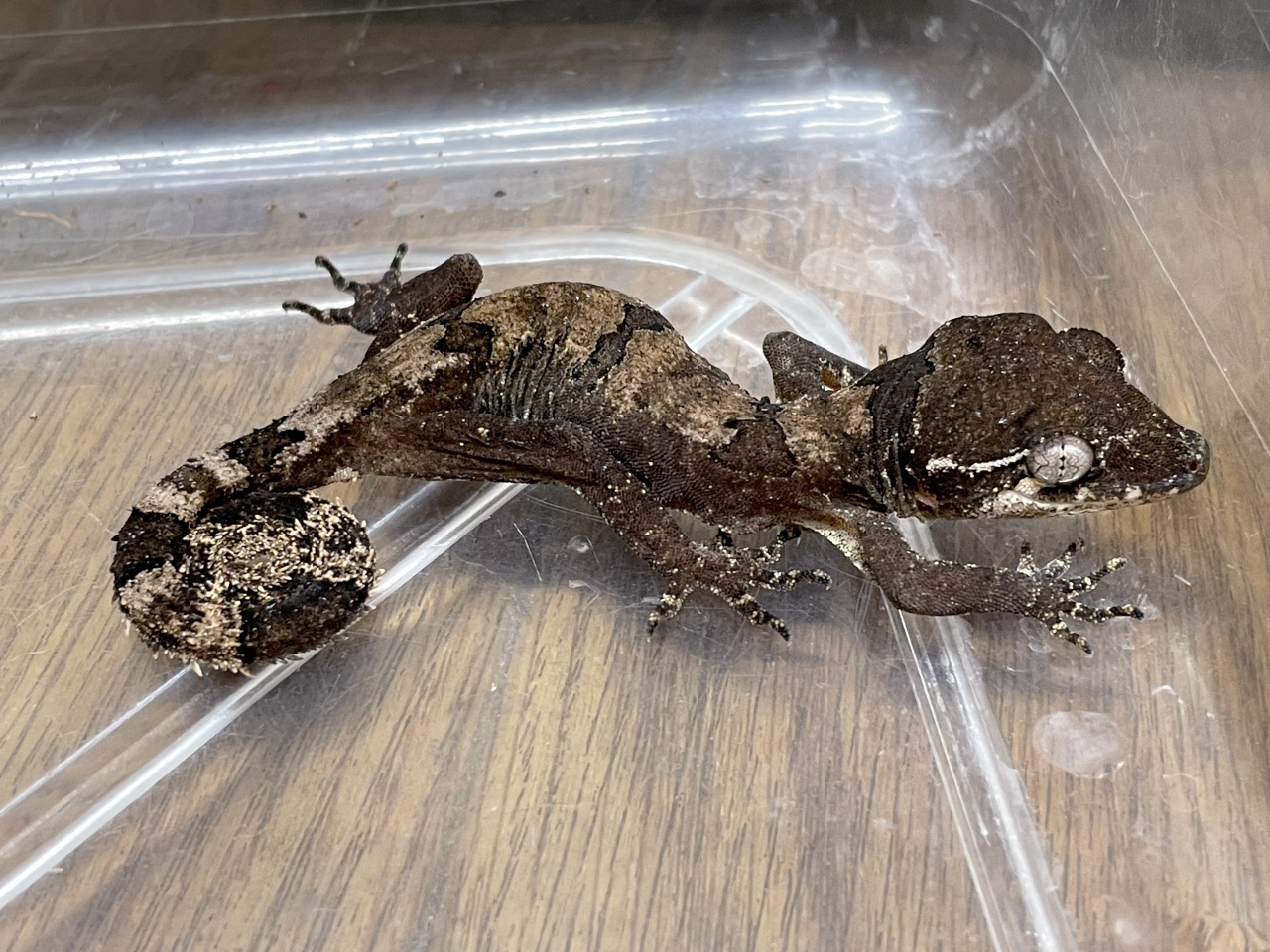 エロークホソユビヤモリ(1)