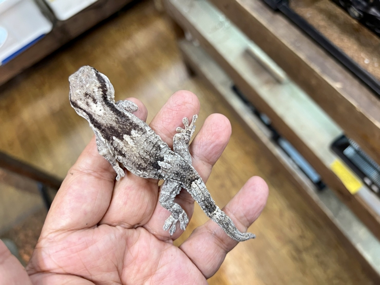 クラカケカベヤモリ(4)