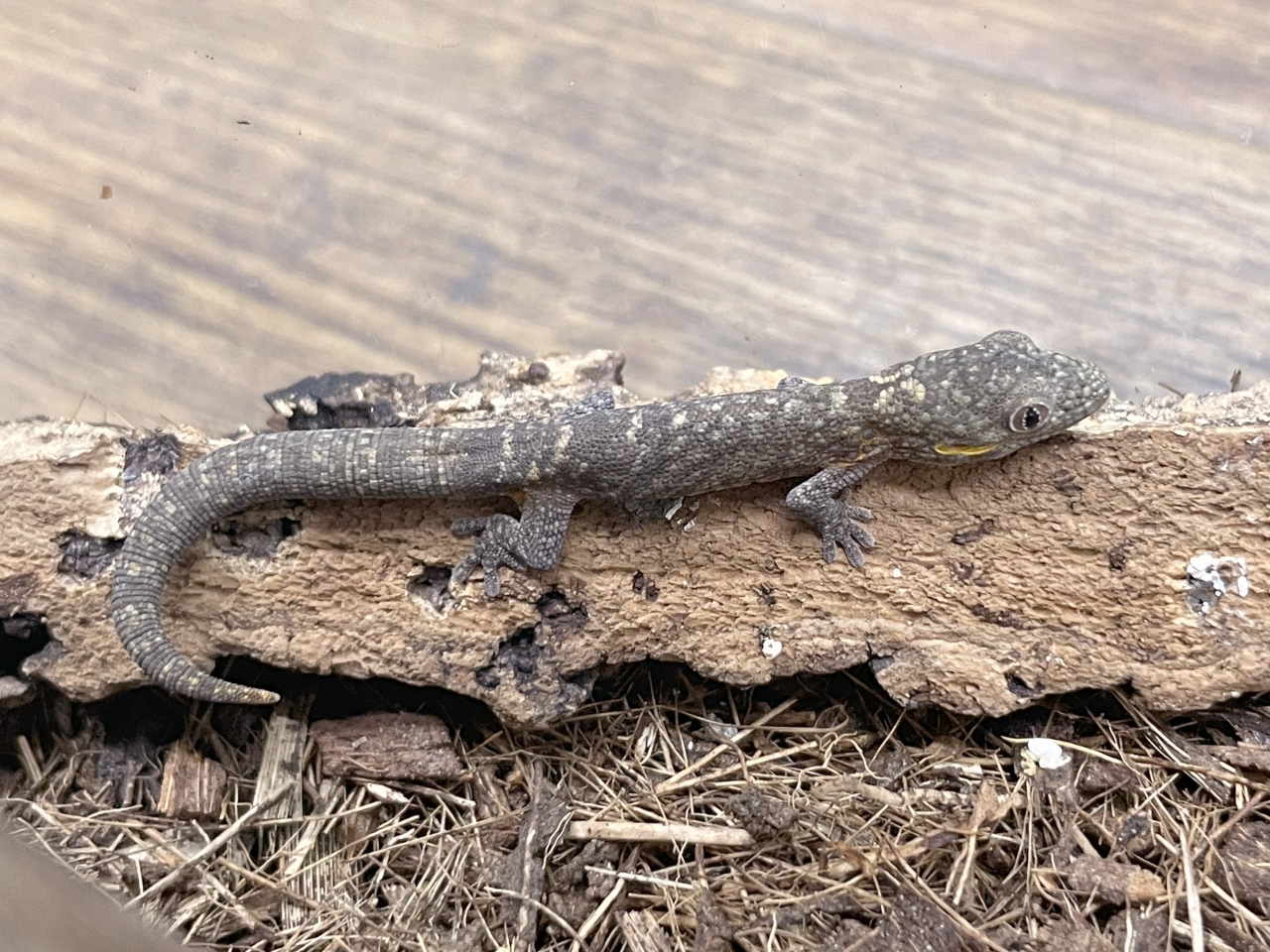 アグリコラクチサケヤモリ(2)