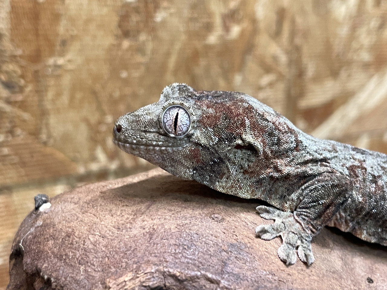 チャホアミカドヤモリ(5)