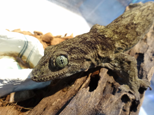 ハルマヘラジャイアントゲッコー(8)