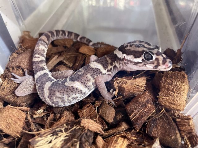 ボウシトカゲモドキ