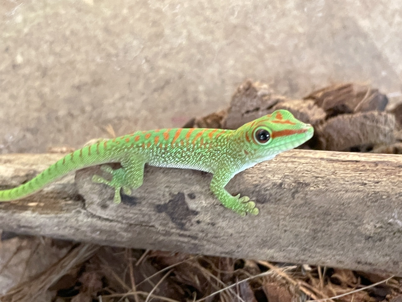 グランディスヒルヤモリ(3)