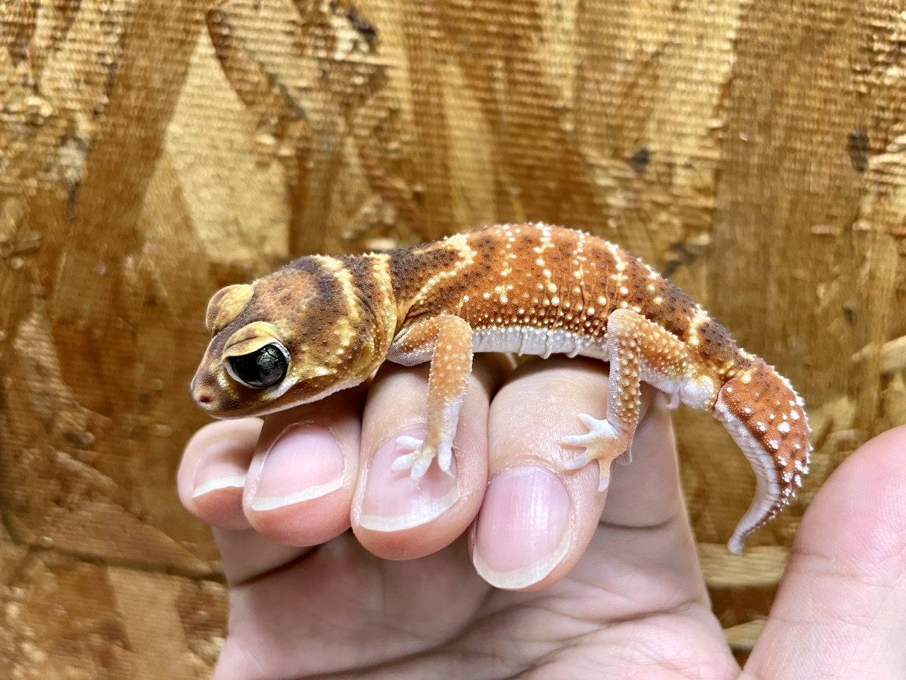 ナメハダタマオヤモリ(7)