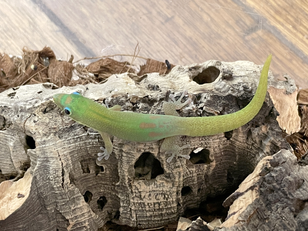 ヒロオヒルヤモリ(3)