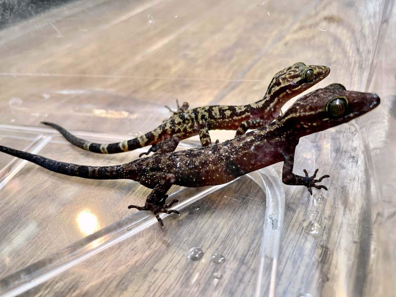 ジャワホソユビヤモリ(1)