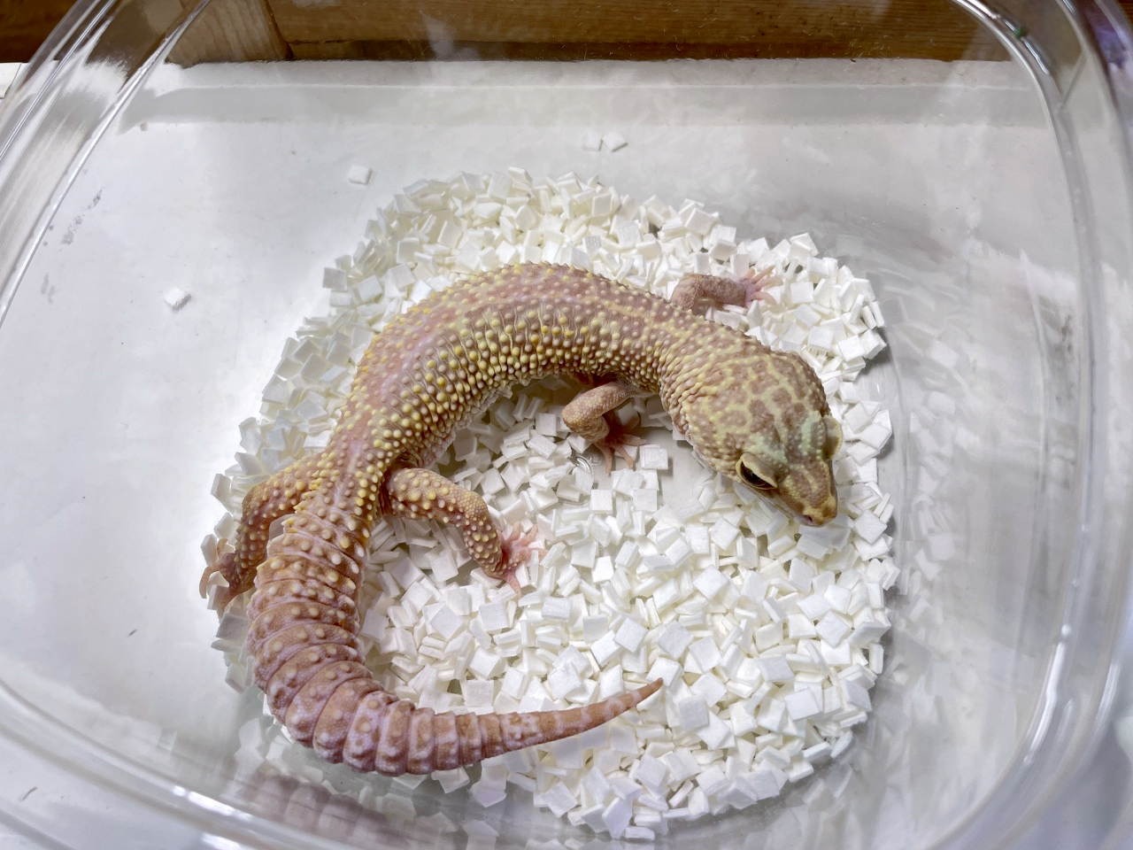 ヒョウモントカゲモドキ(8)