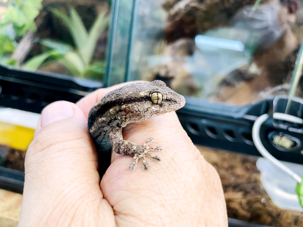 クラカケカベヤモリ(3)