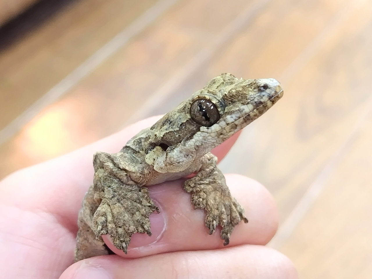 パラシュートゲッコー(2)