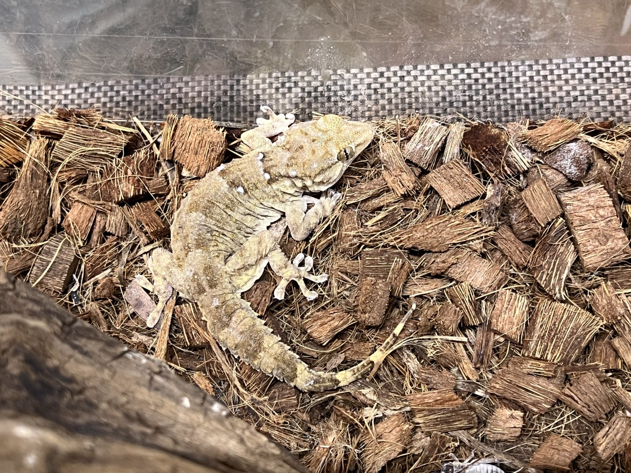 タマキカベヤモリ(2)