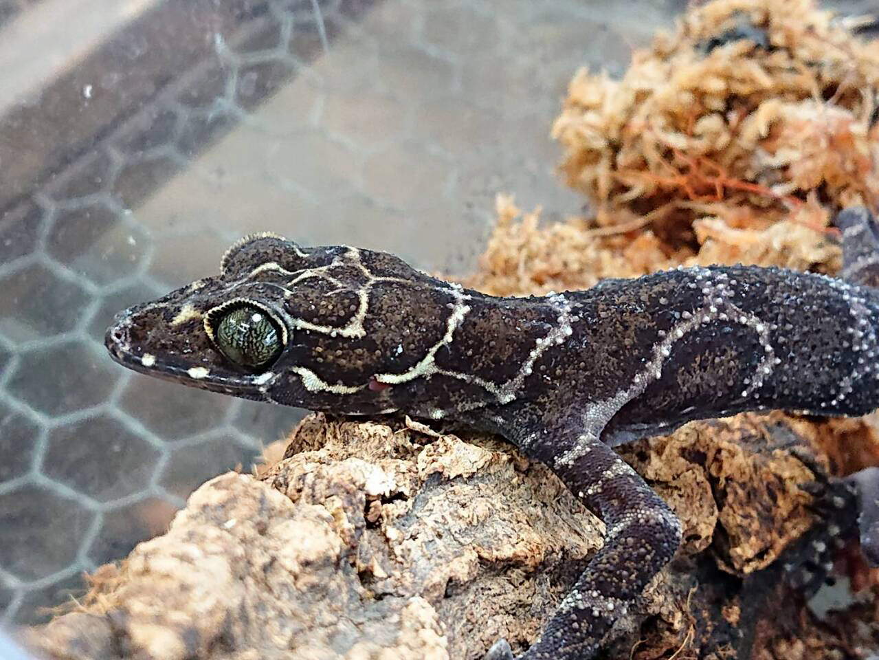 イトコホソユビヤモリ(5)