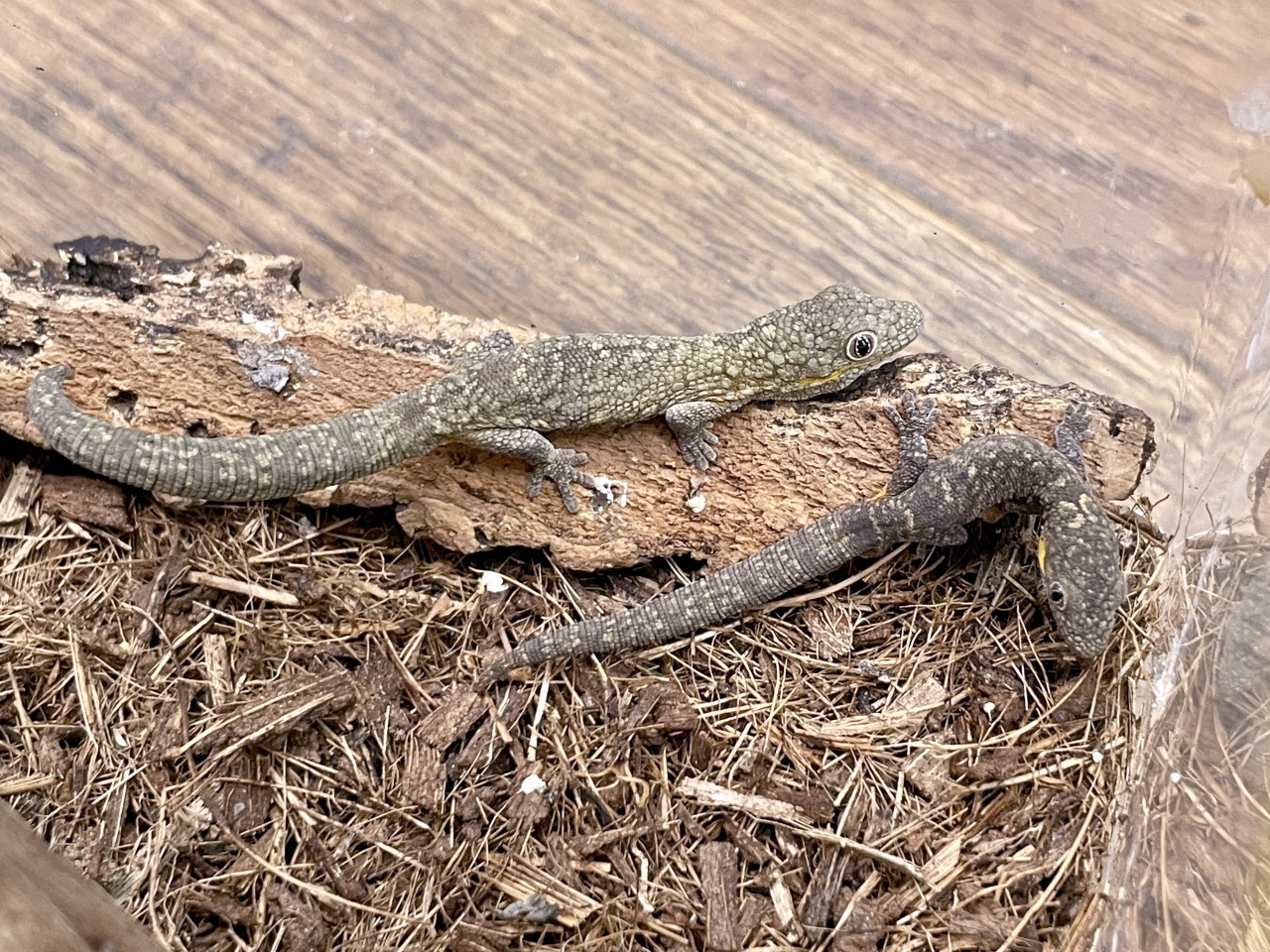 アグリコラクチサケヤモリ(1)