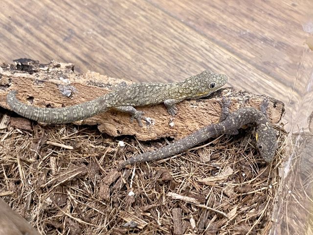 アグリコラクチサケヤモリ