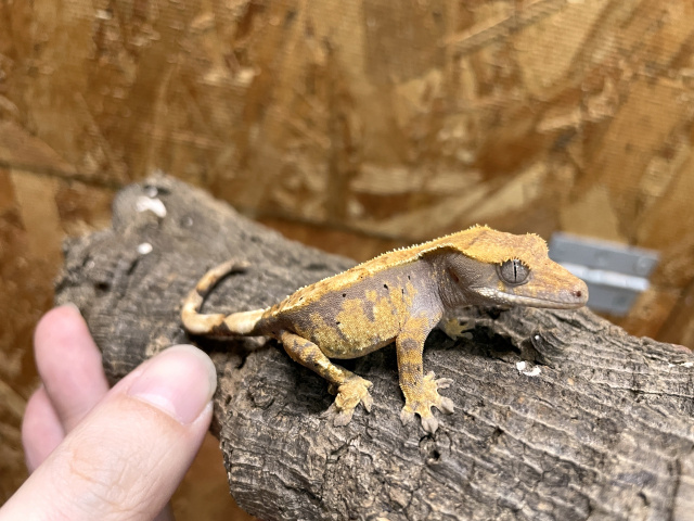 クレステッドゲッコー