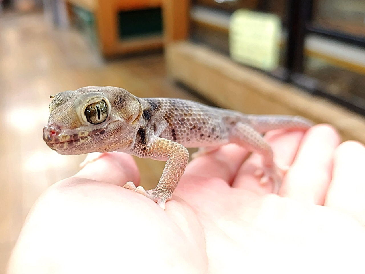 プシバルスキースキンクヤモリ(7)