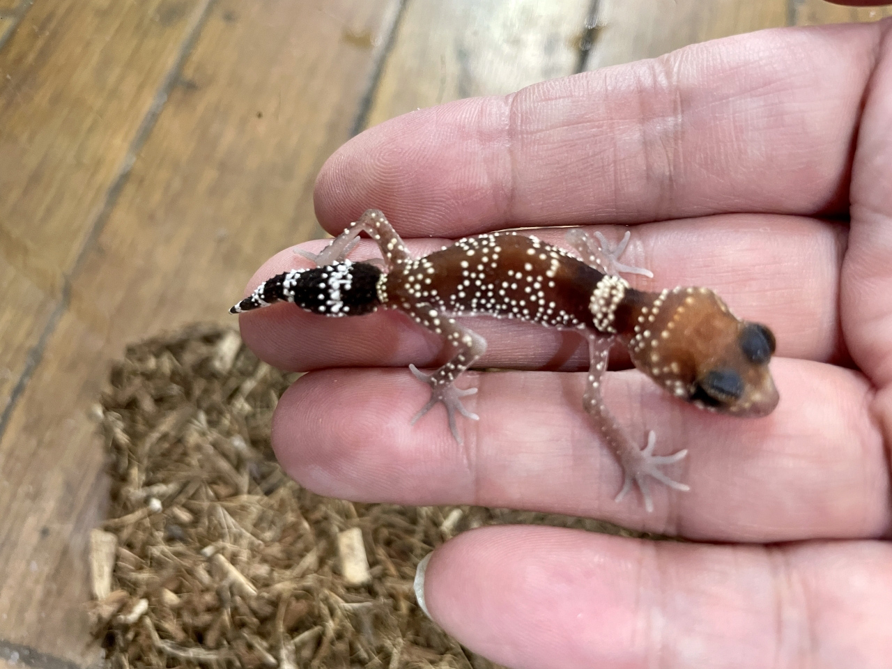 アンダーウッディサウルス(5)