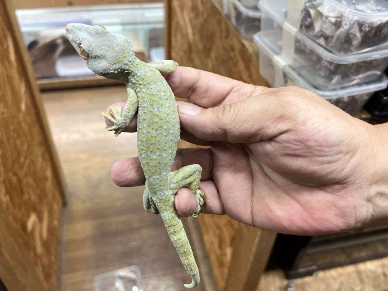 トッケイヤモリ(6)