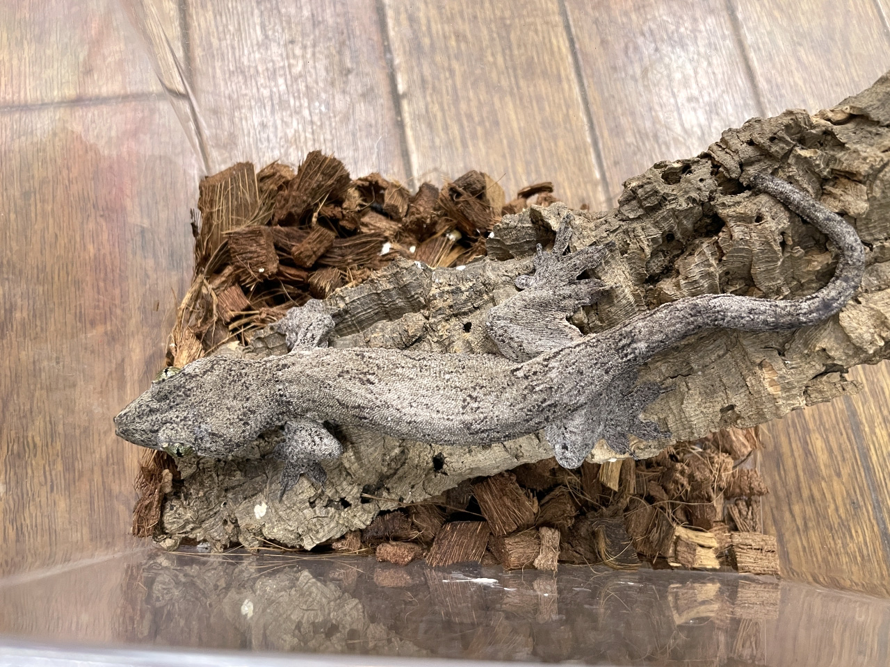 ハルマヘラジャイアントゲッコー(1)