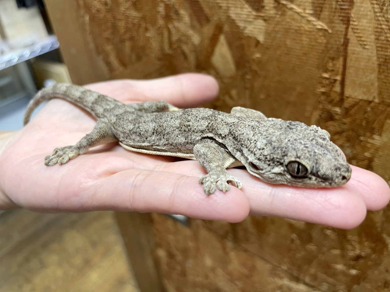 サカラバネコツメヤモリ(2)