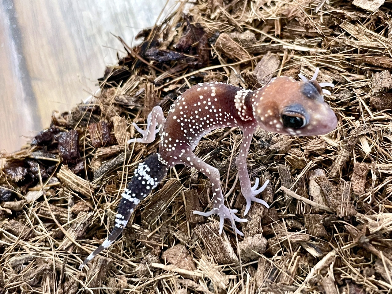 アンダーウッディサウルス(4)