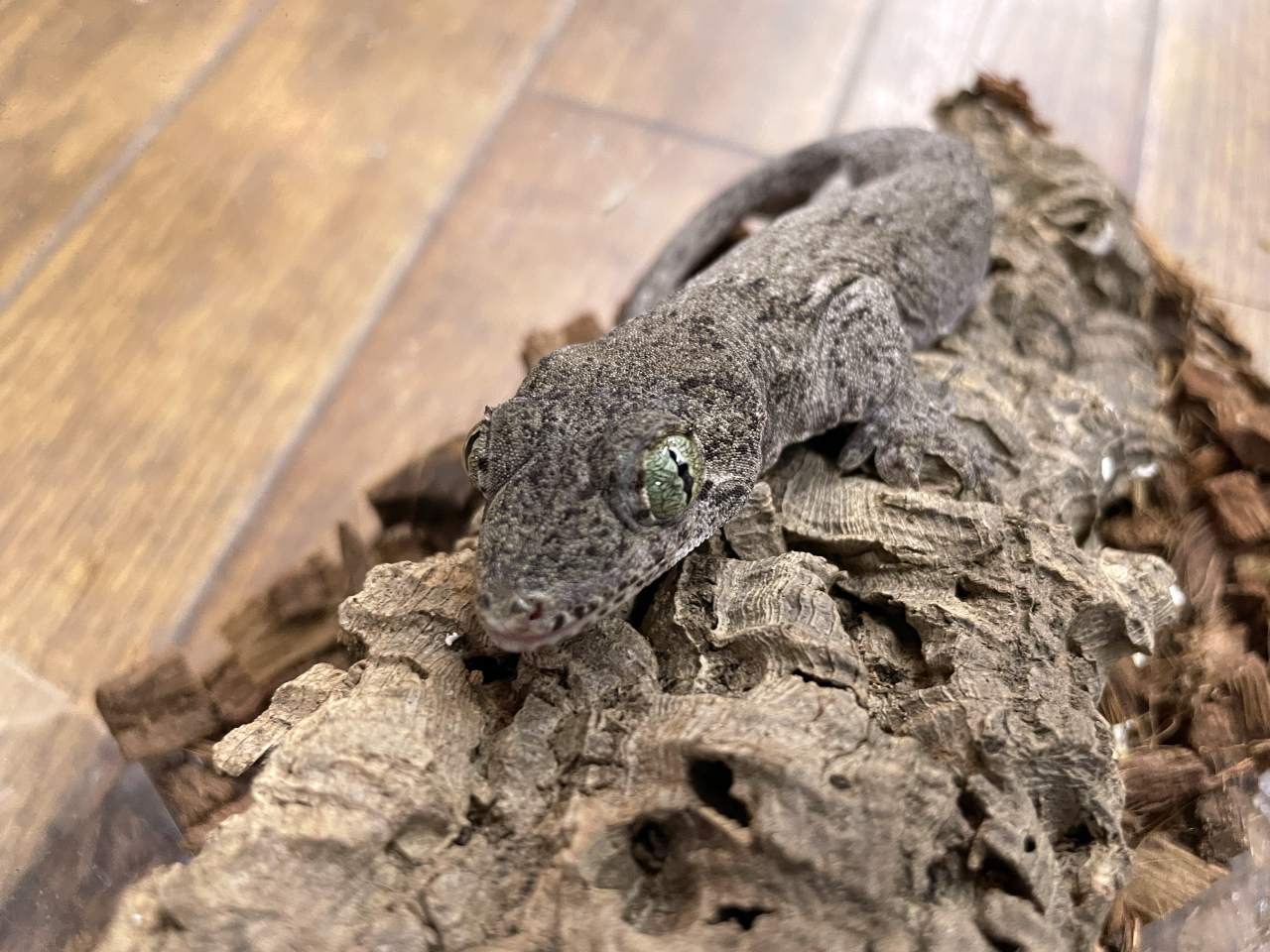 ハルマヘラジャイアントゲッコー(2)