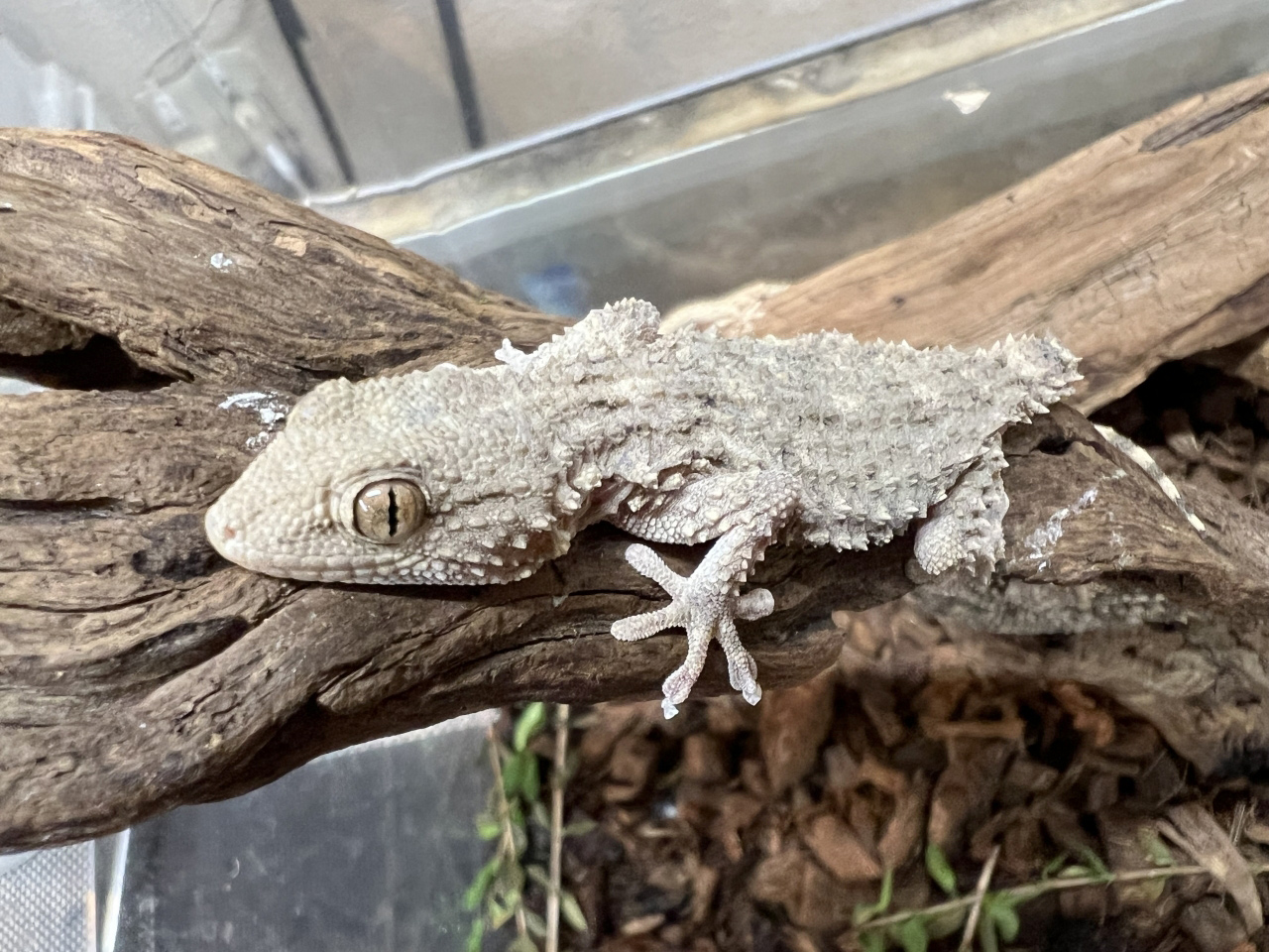 ムーアカベヤモリ(7)