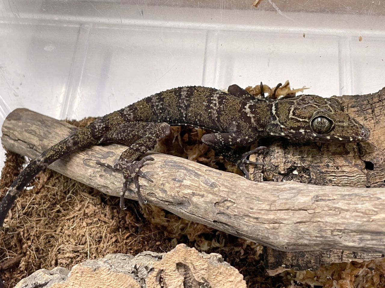 イトコホソユビヤモリ(1)