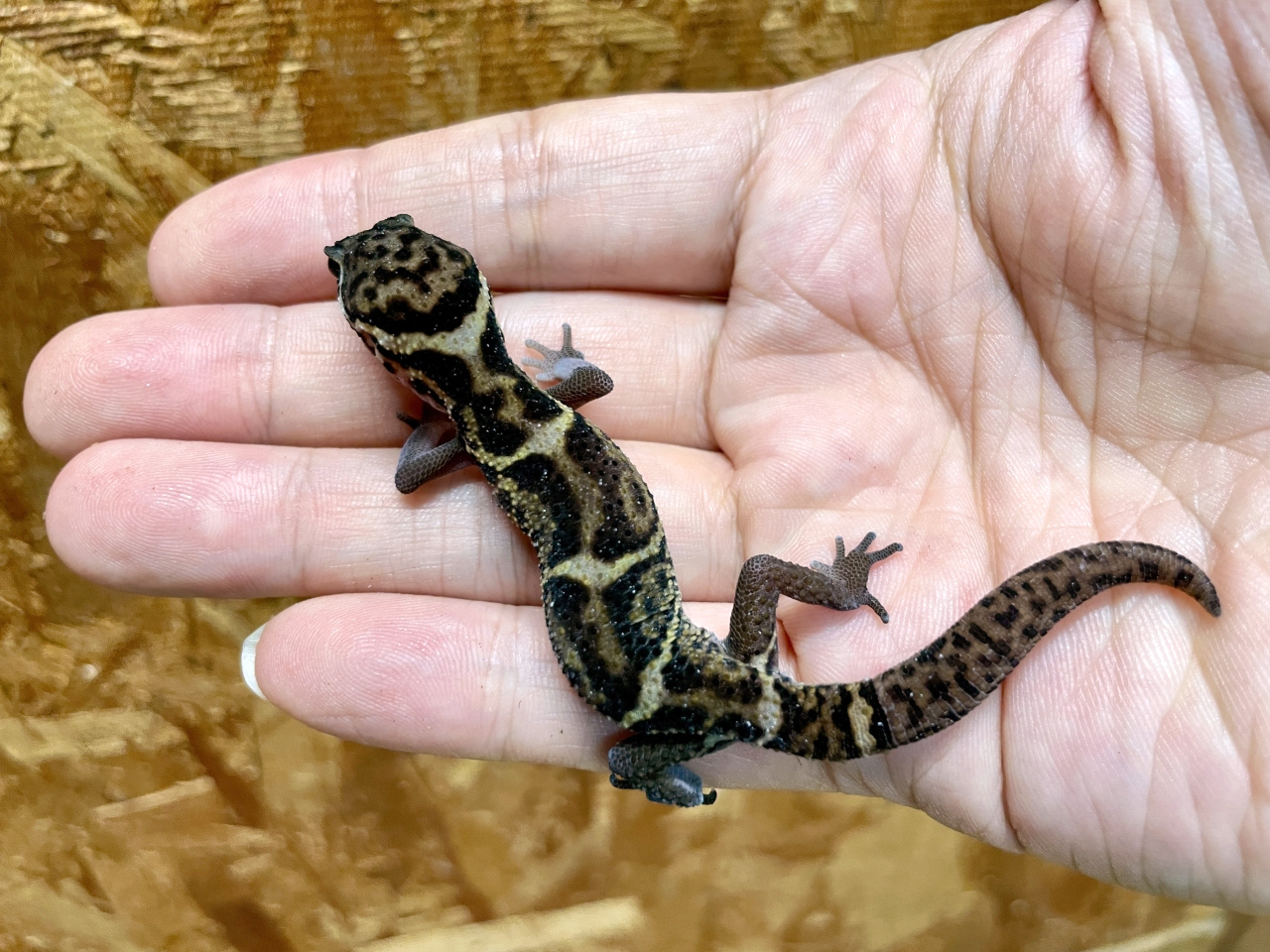 ボウシトカゲモドキ(9)