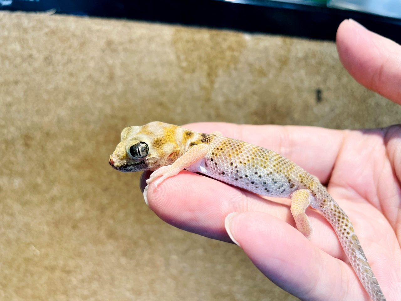 プシバルスキースキンクヤモリ(5)