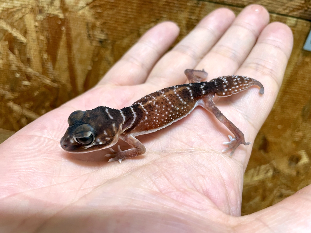 ナメハダタマオヤモリ(12)