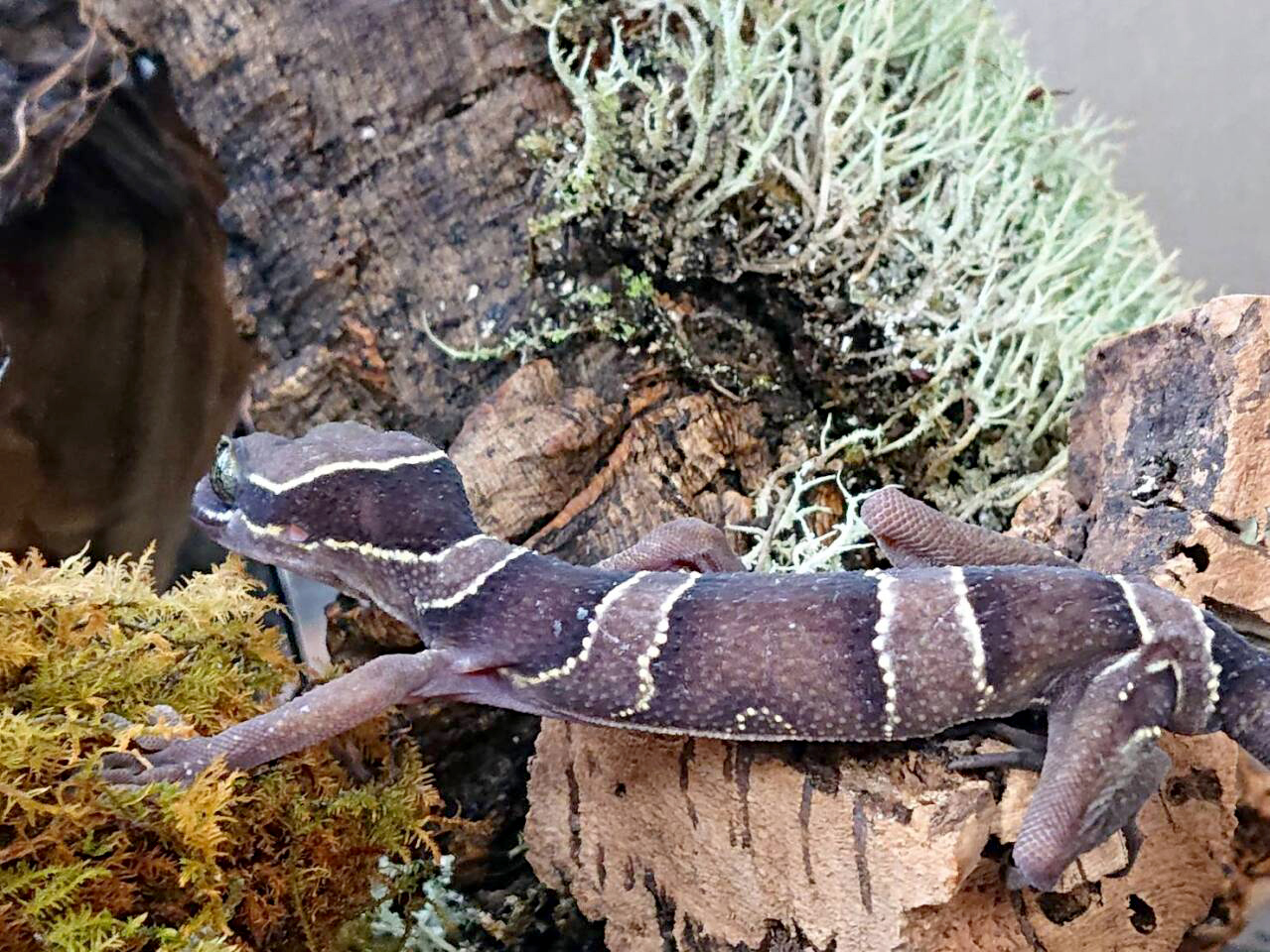 マレーホソユビヤモリ(9)