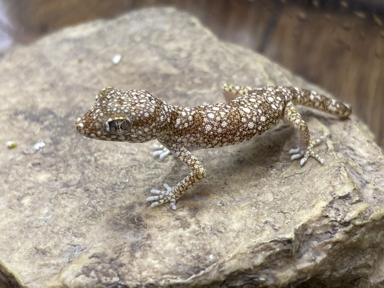 エレガンスボウユビヤモリ(6)