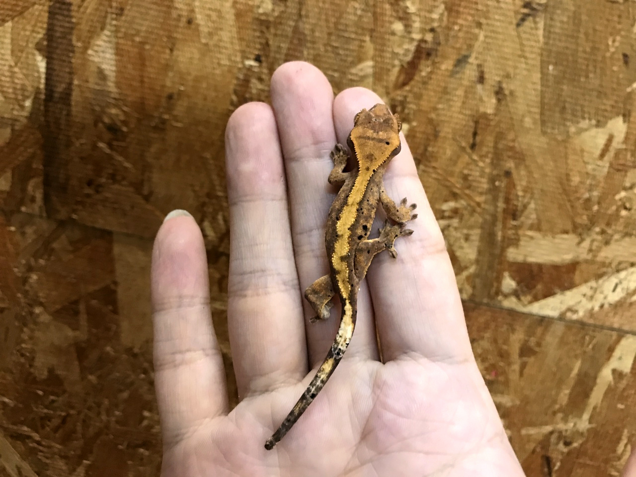 クレステッドゲッコー(6)