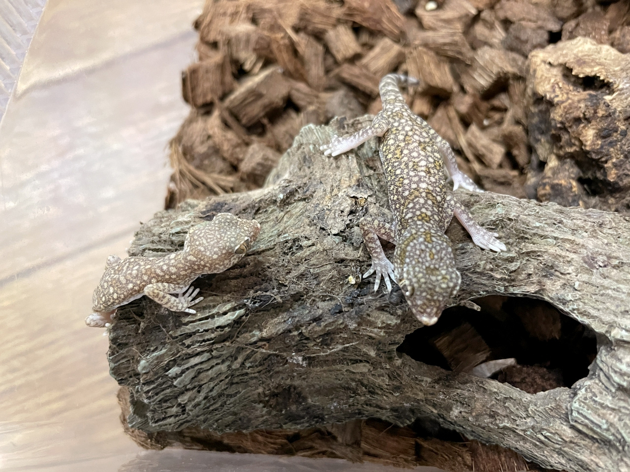 エレガンスボウユビヤモリ(2)