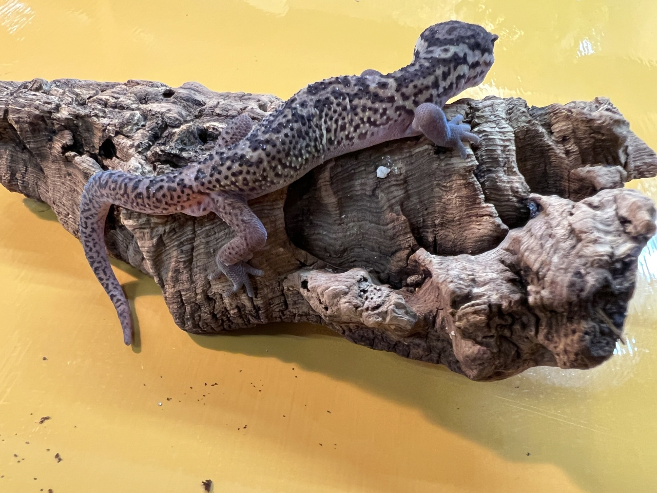 ボウシトカゲモドキ(5)