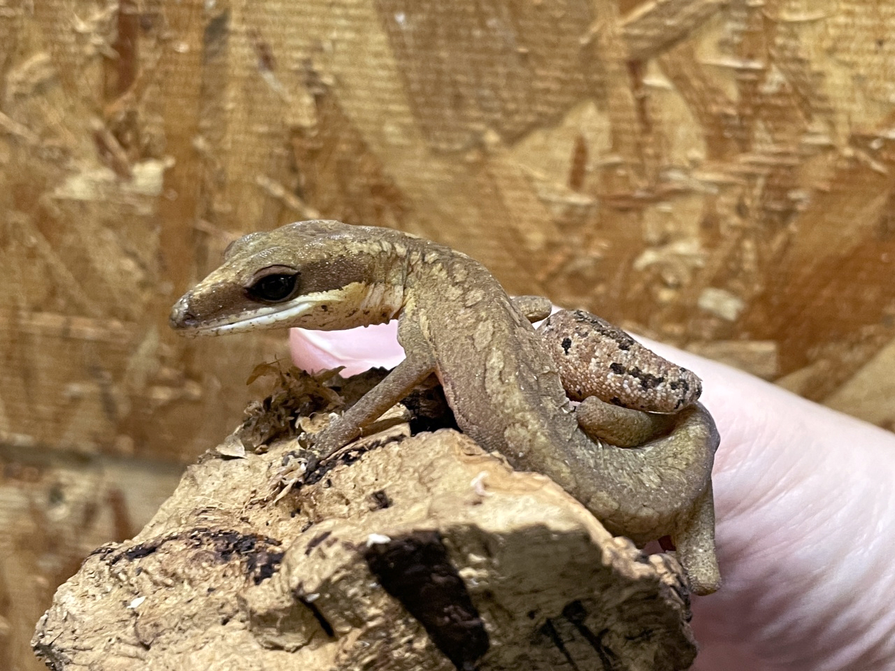 マレーシアキャットゲッコー(3)