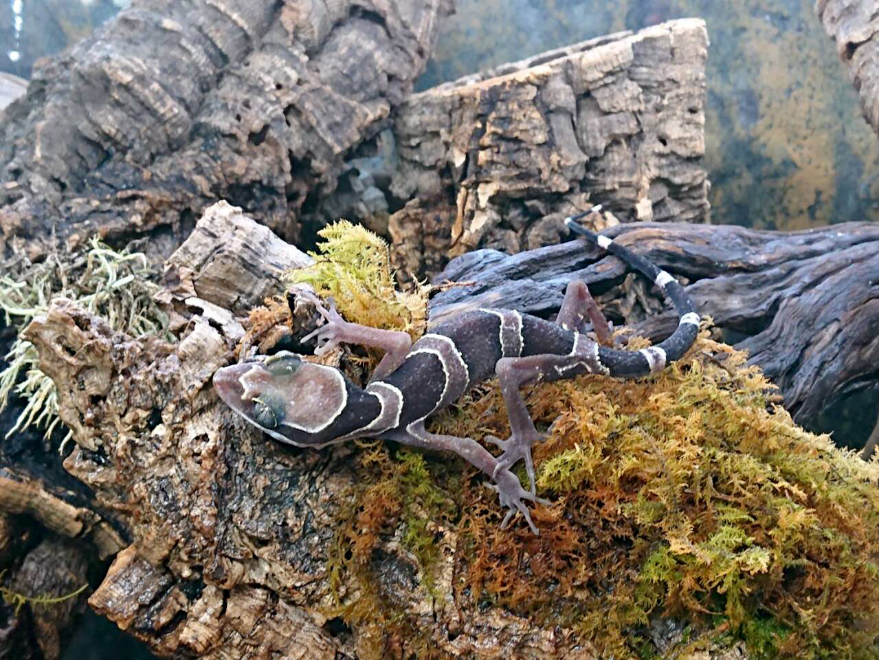 マレーホソユビヤモリ(7)