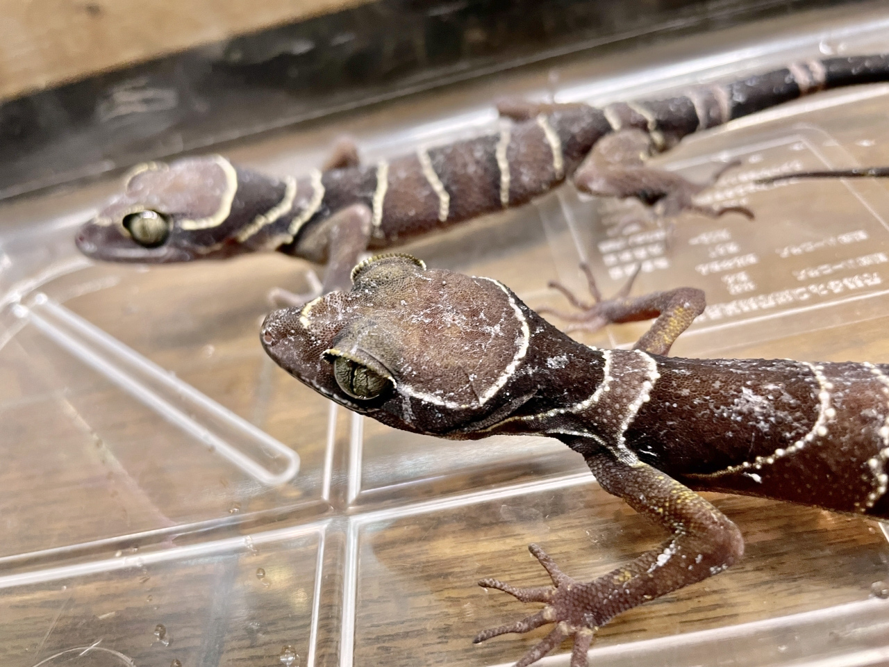 マレーホソユビヤモリ(11)