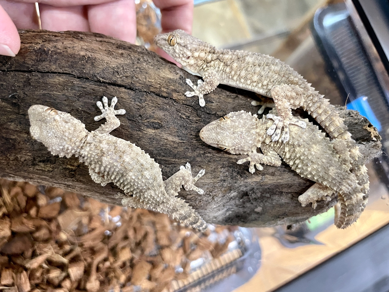 ムーアカベヤモリ(5)