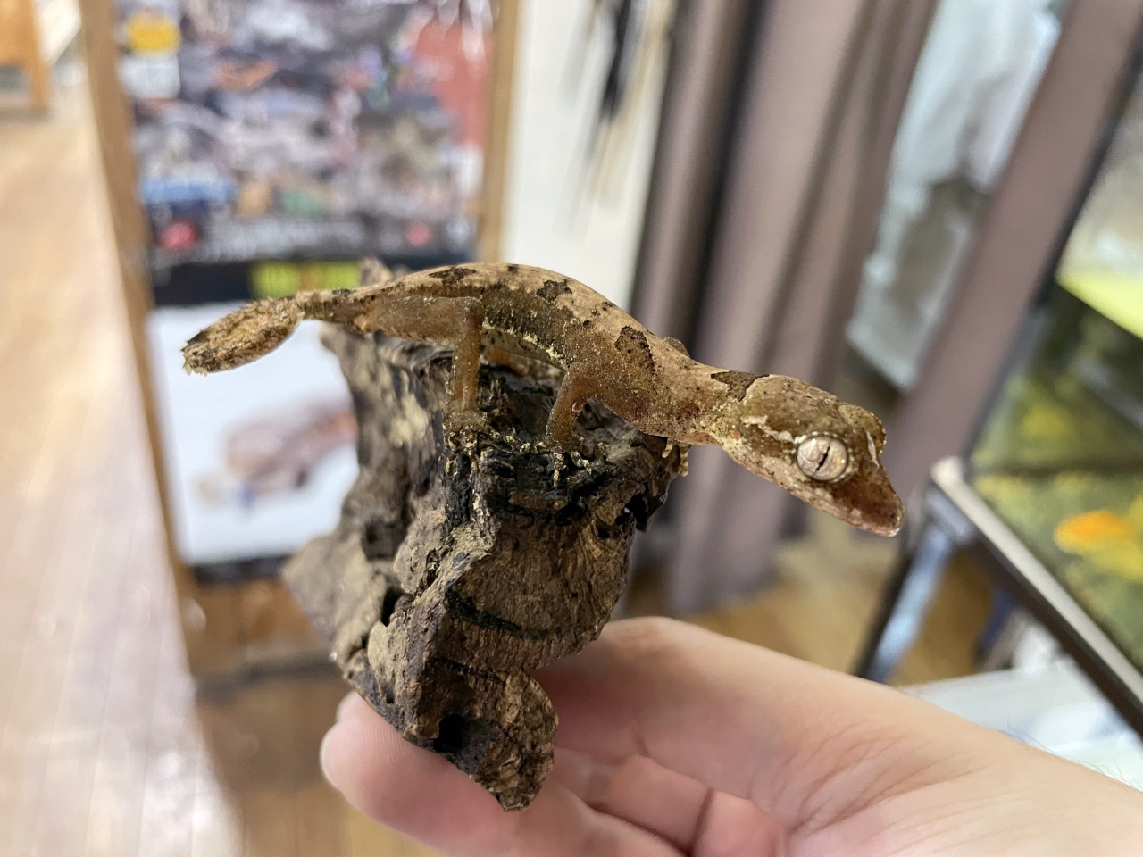 エロークホソユビヤモリ(7)