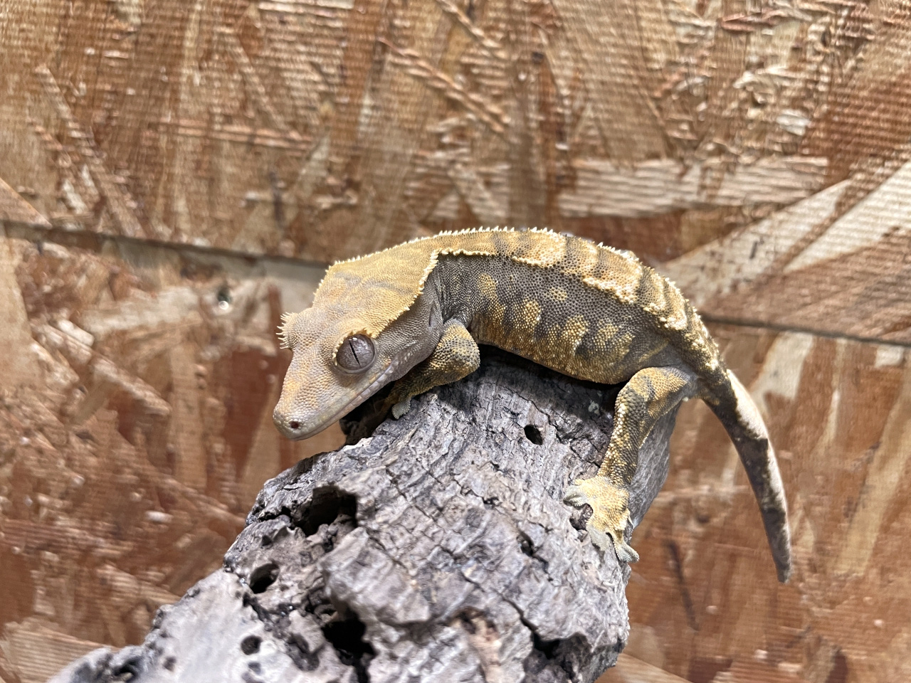 クレステッドゲッコー(11)