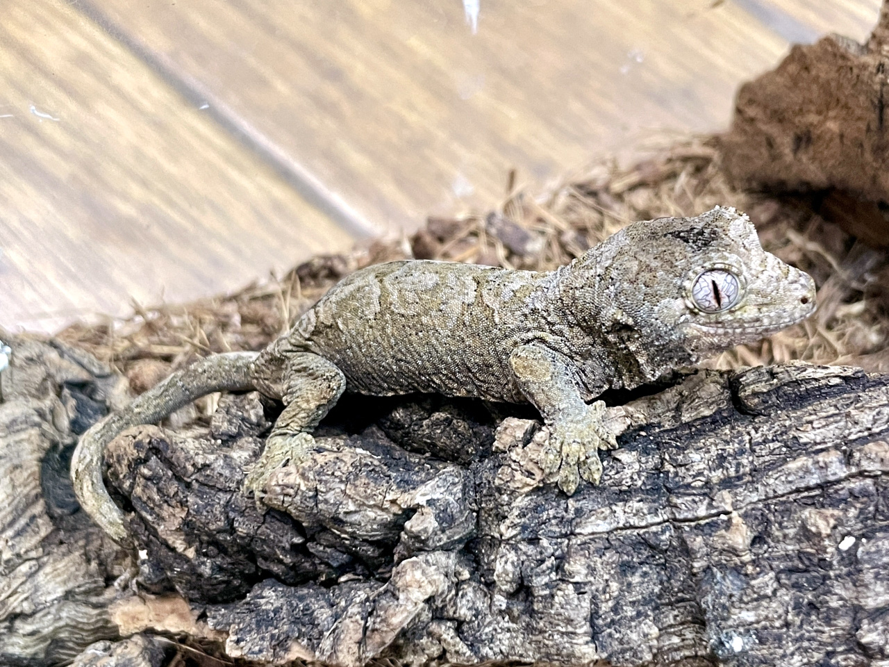 チャホアミカドヤモリ(12)