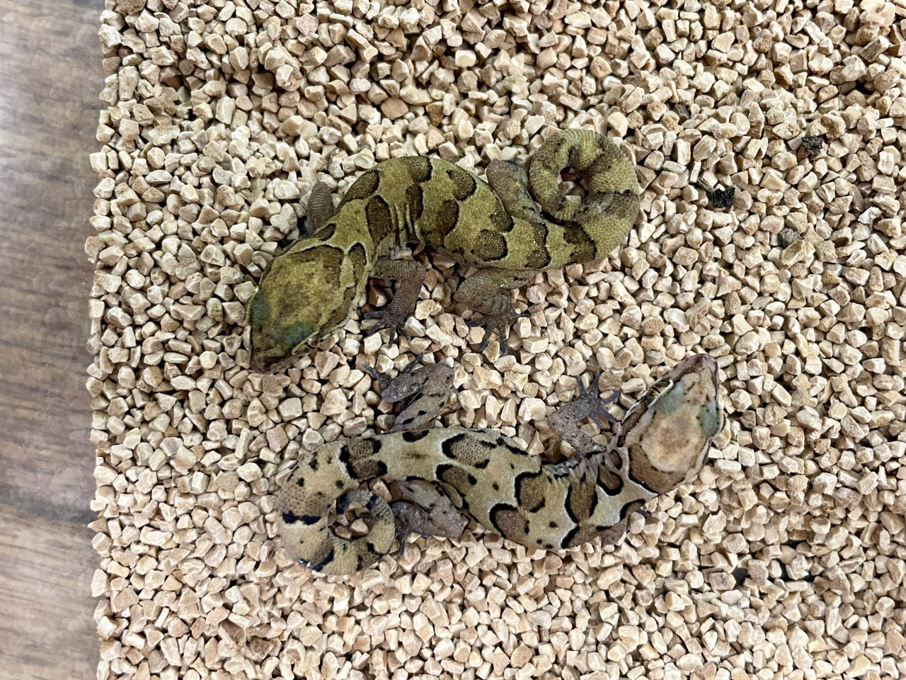 ゴールコンダアクマヤモリ(2)