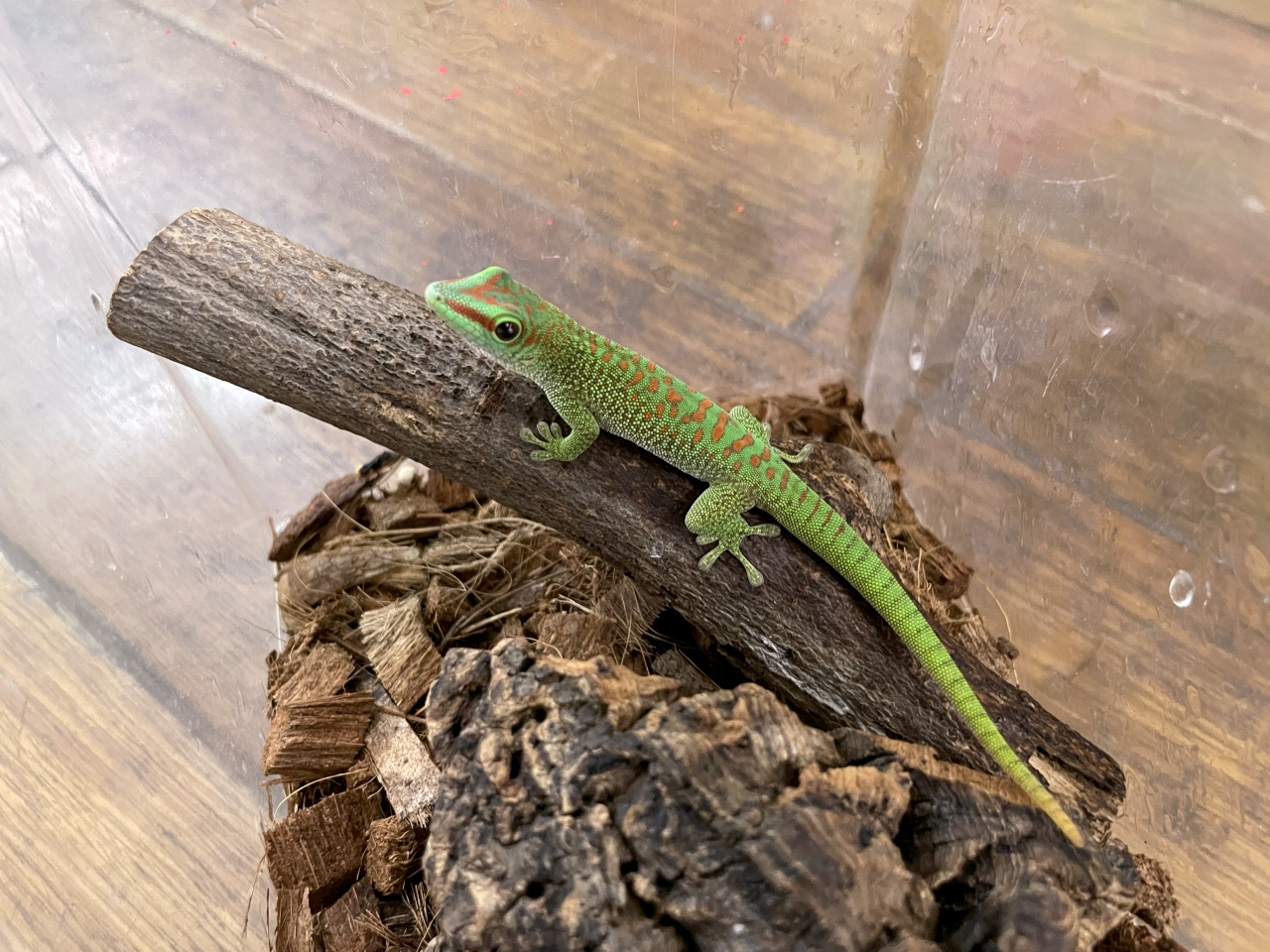 グランディスヒルヤモリ(7)