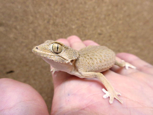 ヘルメットゲッコー(12)