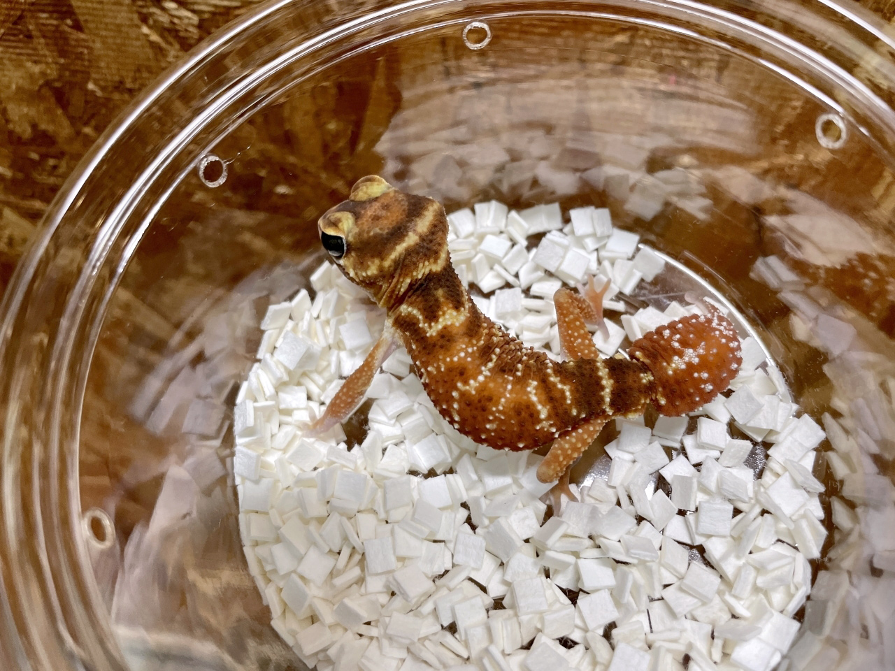 ナメハダタマオヤモリ(8)