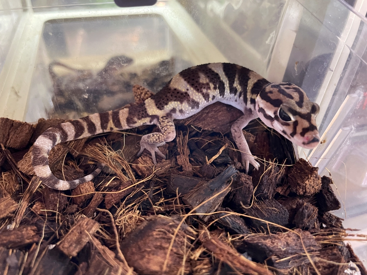 ボウシトカゲモドキ(2)