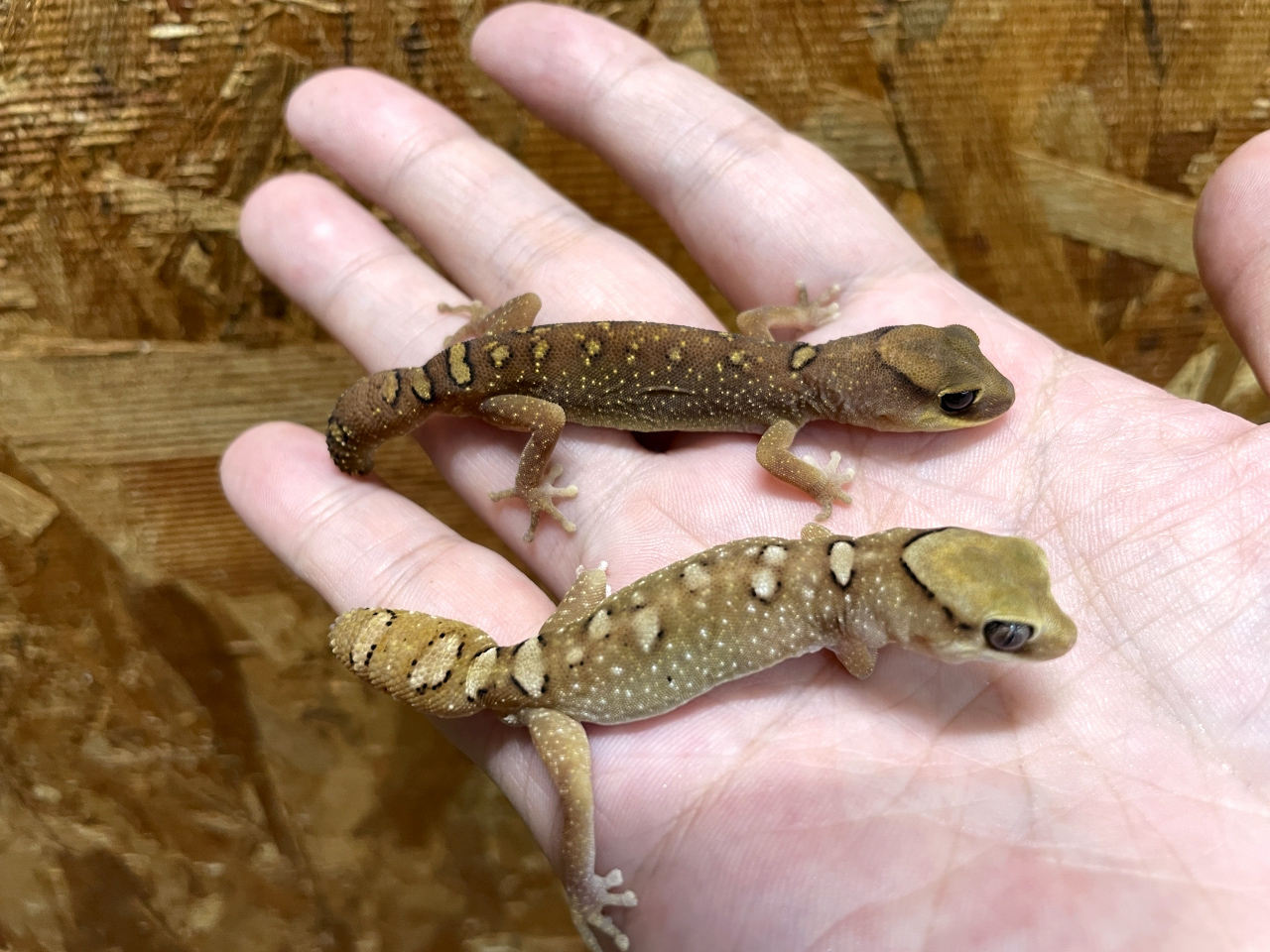 ガレアータスイシヤモリ(3)