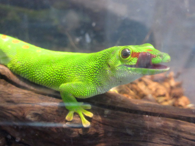 グランディスヒルヤモリ(12)